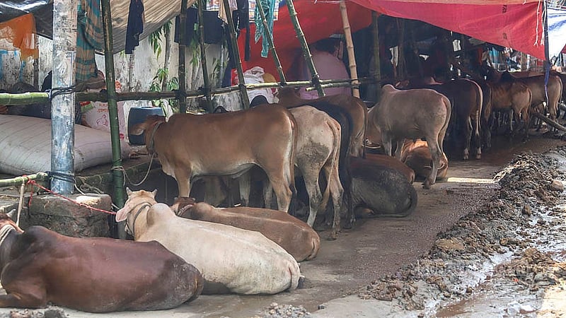 যাত্রাবাড়ীর শনিরআখড়ায় অস্থায়ীভাবে বসেছে কোরবানির পশুর হাট। ফলে ঢাকা-চট্টগ্রাম মহাসড়কের সার্ভিস লেইন বন্ধ হয়ে গেছে