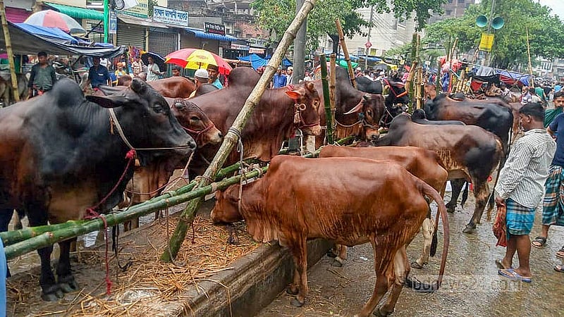 পুরান ঢাকার ধোলাইখাল হাটের কোরবানির পশু। বৃহস্পতিবার তোলা