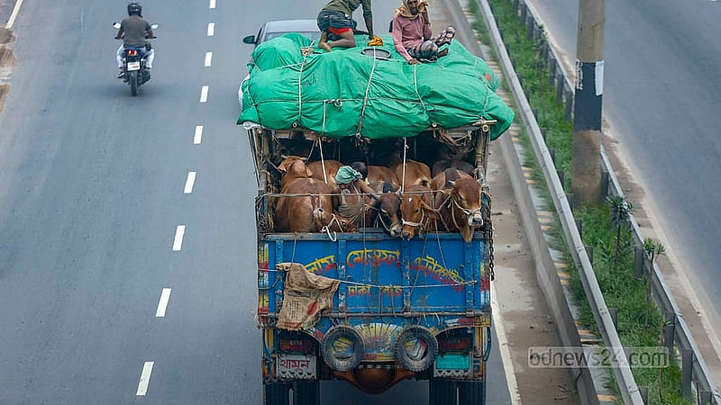 বিশাল বিশাল ট্রাকে করে ঢাকার কোরবানির হাটের জন্য গরু আসছে ঢাকায়। ভালো দামের আশায় গ্রামের এসব গরু নিয়ে আসা হয় ঢাকার হাটগুলোতে