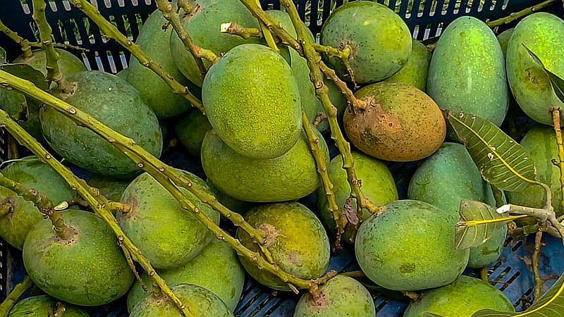 নওগাঁর গুটি জাতের আম ১০০০ থেকে ১২০০ টাকা মণ এবং গোপালভোগ আম ১৮০০ থেকে ২২০০ টাকা মণ দরে বিক্রি হচ্ছে