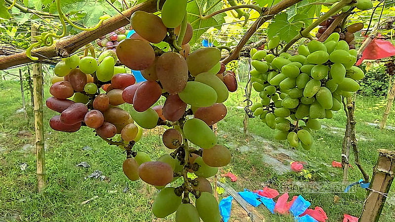 ফরিদপুরের শহরতলীর একটি বাগানে থোকা থোকা আঙ্গুর ঝুলছে