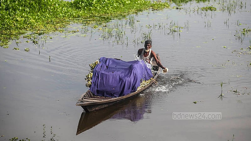 শাপলা তরতাজা রাখতে মাঝে মধ্যে ছেটানো হয় পানি