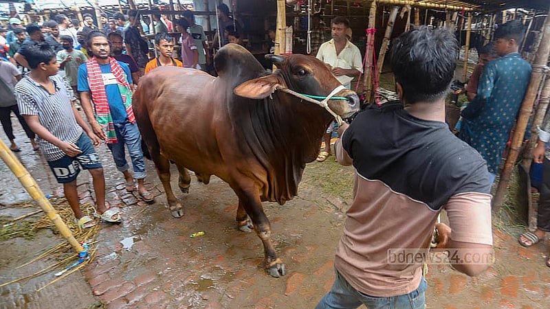 রাজধানীর গাবতলী হাট থেকে শুক্রবার কোরবানির পশু কেনেন অনেকে। ৪ লাখ ৮০ হাজার টাকা দিয়ে এ গরুটি কেনেন পুরান ঢাকার এক ব্যবসায়ী