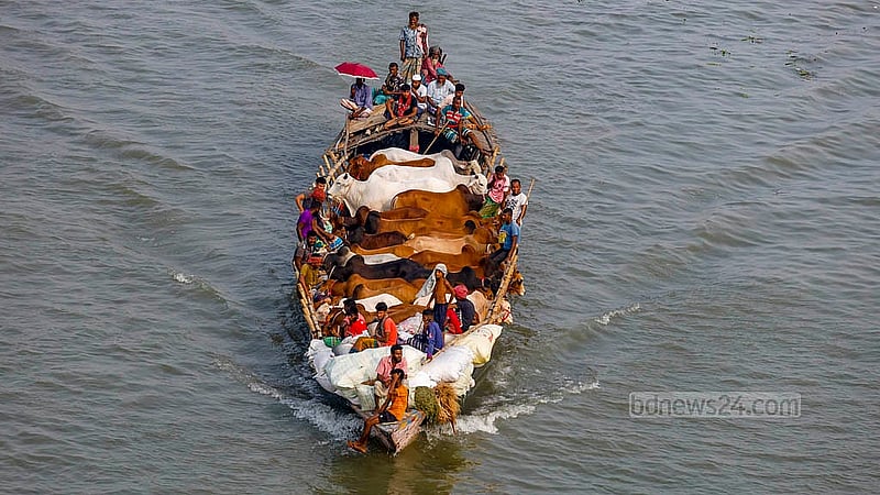 কোরবানিকে সামনে রেখে বুড়িগঙ্গা নদী হয়ে আসা এসব পশু নেওয়া হচ্ছে ঢাকার বিভিন্ন হাটে
