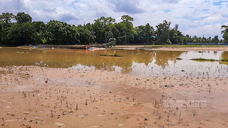 ফেনীর পরশুরামে ভারতের সীমান্তবর্তী ইউনিয়ন মীর্জা নগরে বানের পানিতে ডুবে রোপা আমনের চারা চাপা পড়েছে বালুর নিচে