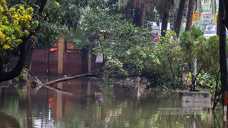 বৃষ্টিতে মাতুয়াইল শিশু-মাতৃ স্বাস্থ্য ইনস্টিটিউট হাসপাতাল প্রাঙ্গণের জরুরি বিভাগের প্রবেশ পথে উপড়ে পড়েছে গাছ