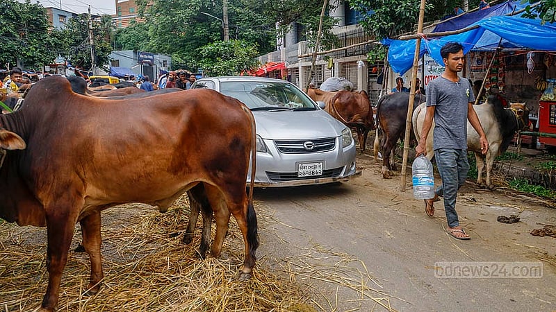 ঢাকার তেজগাঁও শিল্প এলাকার লাভ রোডে যানবাহন চলছে, সেই সড়কেই বেচাবিক্র চলছে কোরবানির পশু