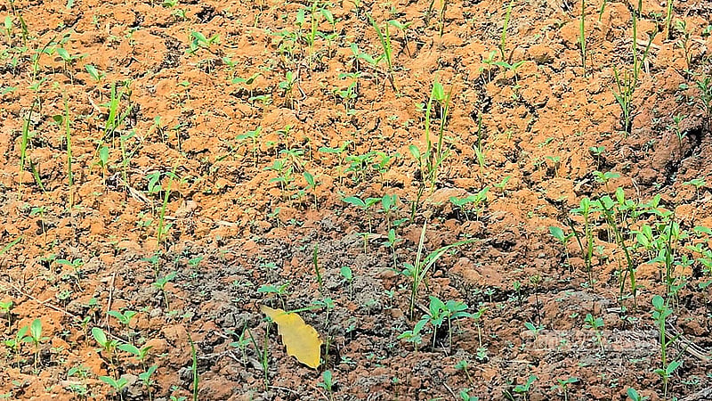 ফরিদপুর সদর উপজেলায় পানির অভাবে শুকিয়ে যাওয়া একটি পাট ক্ষেত