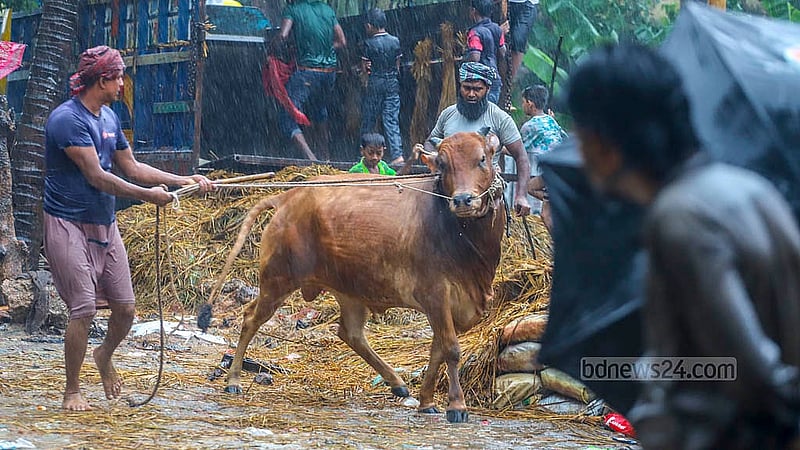 বৃষ্টির মধ্যে রাজধানীর শাহজাহানপুরে কোরবানির পশুর হাটে গরু নামাচ্ছেন বেপারীরা