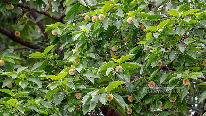 বর্ষার ফুল কদম ফুলের দেখা মিলল জ্যৈষ্ঠে। সময়ের আগে ফুটছে কদম