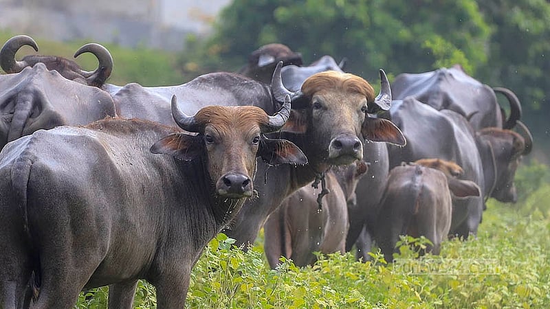তীব্র তাপদাহে হাঁসফাঁস প্রাণীরা। গরমে দীর্ঘ সময় পানিতে ভিজে উঠল মহিষের পাল। মঙ্গলবার ঢাকার কেরানীগঞ্জের কোন্ডা ইউনিয়নের আইন্তা গ্রাম থেকে তোলা