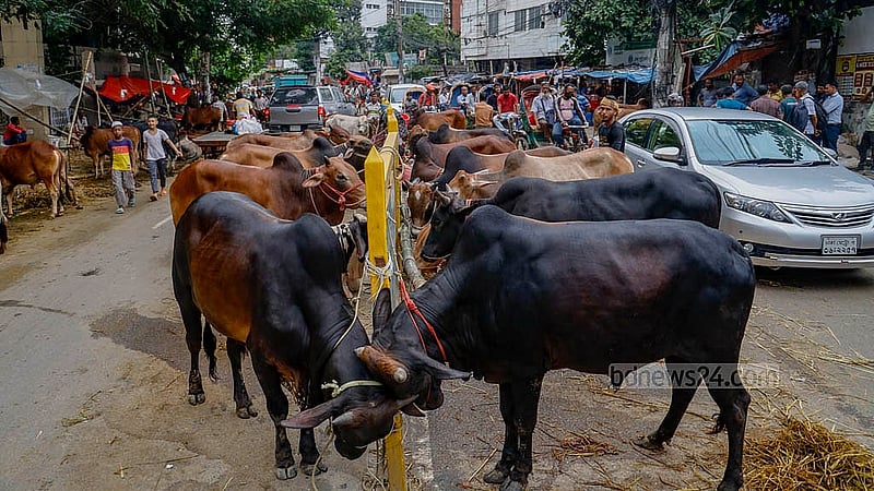 ঢাকার তেজগাঁও শিল্প এলাকার লাভ রোডের দুই পাশে, কোথাও কোথাও সড়কের মাঝখানেও রাখা হয়েছে গরু