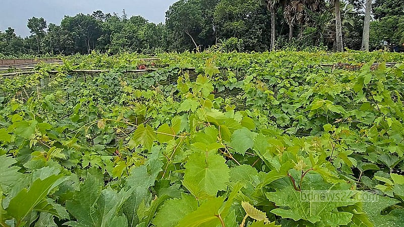 ফরিদপুরের শহরতলীতে রাব্বির বাগান এখন আরো বিস্তৃত হয়েছে, তিনটি প্লটে দেড় একর জায়গাজুড়ে তিনি এখন চাষ করছেন বিভিন্ন জাতের আঙ্গুরের
