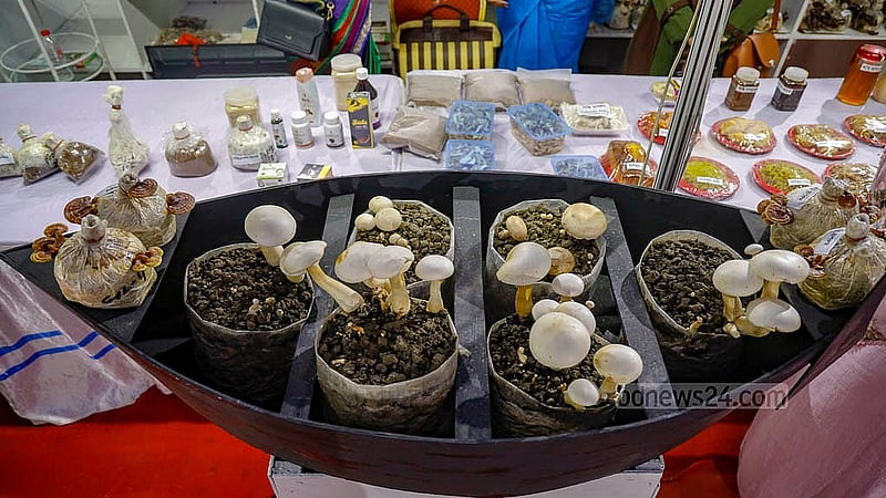 ঢাকার খামারবাড়িতে ফল প্রদর্শনীতে নানা জাতের মাশরুম