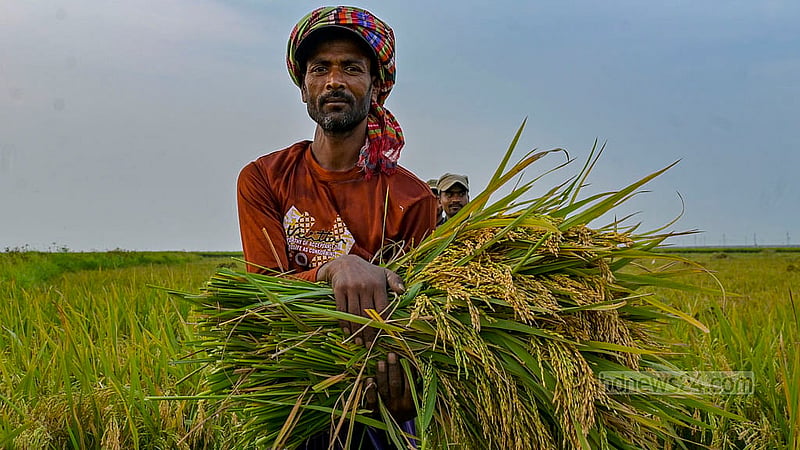 কিশোরগঞ্জের অষ্টগ্রামের হাওরে ধান কাটছেন এক কৃষক। হাওরের জমিতে এবার ফলন ভাল হওয়ায় খুশি চাষিরা