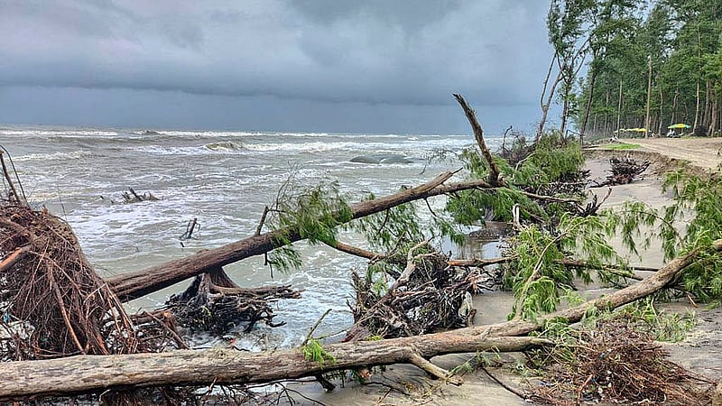 অমাবস্যা ও নিম্নচাপের প্রভাবে অস্বাভাবিক জোয়ারে উপড়ে পড়েছে কক্সবাজার সমুদ্র সৈকতের বিভিন্ন গাছ