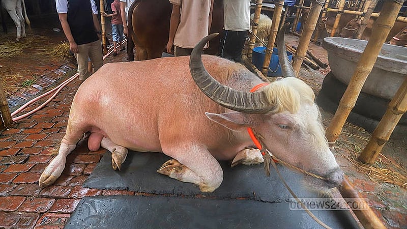 রাজধানীর গাবতলী পশুর হাটে উঠেছে সাদা ও কালো মহিষ। ৪ থেকে ১৪ লাখ টাকা পর্যন্ত দাম হাঁকছেন বিক্রেতারা