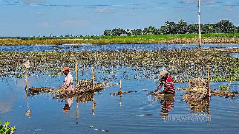 নাটোরের হালতি বিলের পাটুল এলাকায় পাটের আঁশ ছাড়াতে ৬০০ থেকে ৭০০ টাকা মজুরিতে কাজ করেন শ্রমিকরা