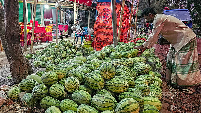 নাটোরের গুরুদাসপুরে মৌসুমের শেষ দিকেও তরমুজের দাম রয়েছে নাগালের মধ্যে