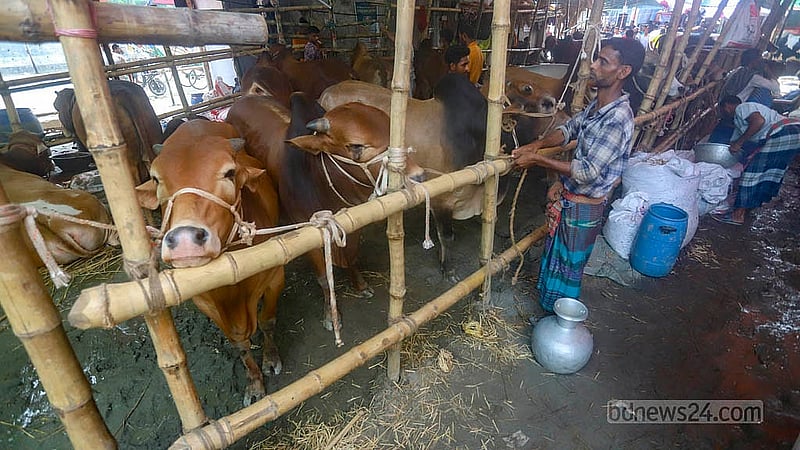 যাত্রাবাড়ীর শনিরআখড়ায় কোরবানির পশুর হাটে দেশের বিভিন্ন প্রান্ত থেকে এসেছে গরু