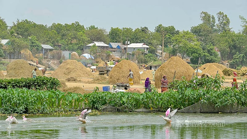 কিশোরগঞ্জের হূমাইপুর ও বাজিতপুরে জলসাই হাওরের পাশে উঁচু স্থানে ধান শুকানো ও মাড়াইয়ের কাজ চলছে