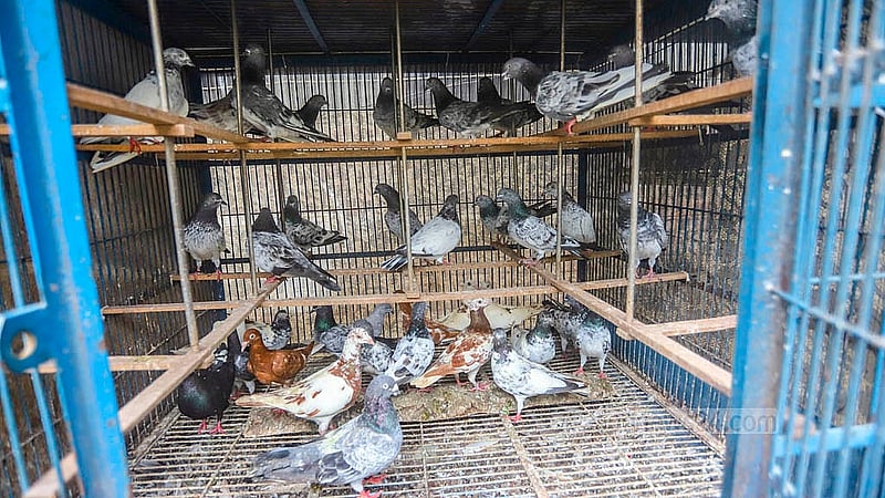 রাজধানীর উত্তর জুরাইনে বাসার ছাদে হুমায়ূন কবিরের শখের খামারে বিভিন্ন জাতের কবুতর