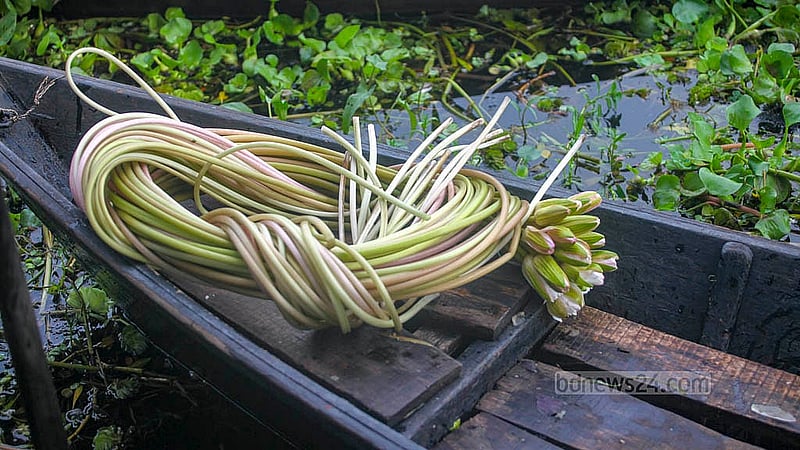 মুন্সীগঞ্জ আড়িয়াল বিলের সাদা শাপলার এক আঁটি আড়তে পাইকারিতে বিক্রি হয় সাত থেকে আট টাকায়