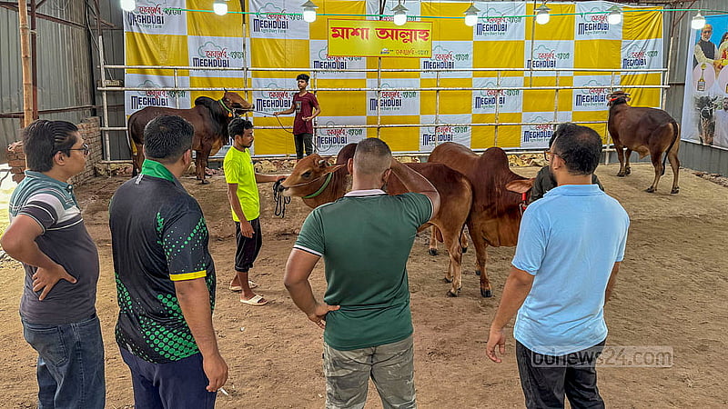 খামারগুলোতে ক্রেতাদের কোরবানির পশু দেখানোর জন্য আছে নির্ধারিত জায়গা। ক্রেতা এলে খামারের ভেতর থেকে পশু এনে প্রদর্শন করা হয়