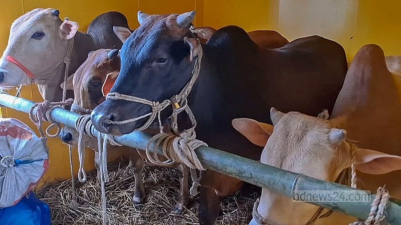 সোমবার বিকেলে জামালপুরের ইসলামপুর বাজার রেলস্টেশনে ক্যাটল স্পেশাল-১ ট্রেনের একটি বগিতে কোরবানির গরু