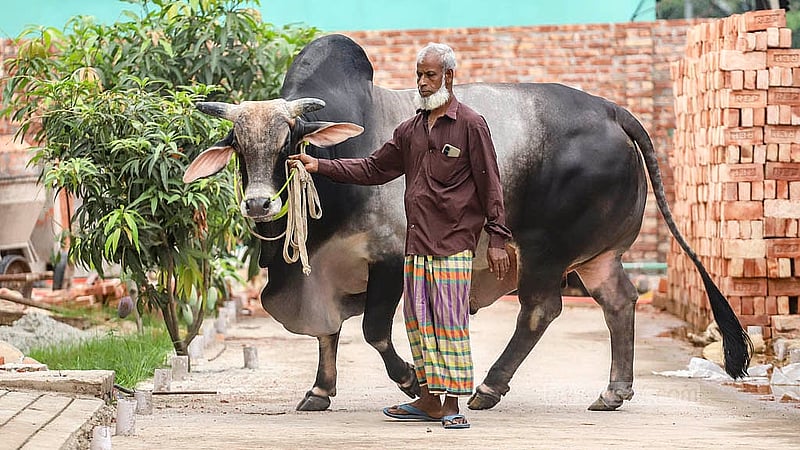 কোরবানির ঈদ উপলক্ষে প্রস্তুত খামারিরা। ঢাকার রামপুরায় ‘সামারাই ক্যাটেল ফার্মের’ গরুগুলোকে নিয়ম করে হাঁটানো হয়