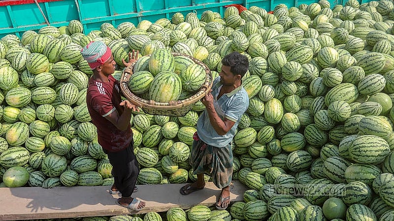 ওয়াইজঘাটে ট্রলার থেকে তরমুজ নামাতে ব্যস্ত শ্রমিকরা। দেশের দক্ষিণাঞ্চল থেকে প্রতিদিন সেখানে আসছে বিপুল তরমুজ