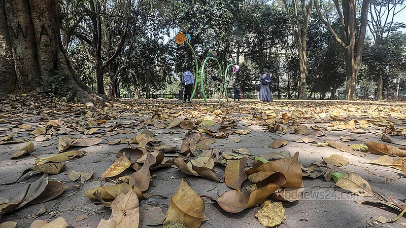 রমনা পার্কে হাঁটার পথ থেকে শুরু করে খোলা জায়গা- সবখানেই ছড়িয়ে আছে ঝরে পড়া হলুদ পাতা