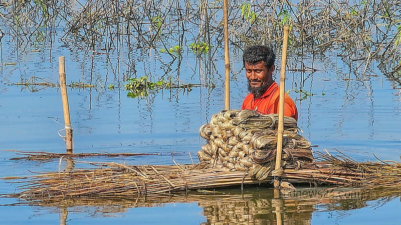নাটোরের হালতি বিলে জাগ দেওয়া পাটের আঁশ ছাড়াচ্ছেন এক শ্রমিক