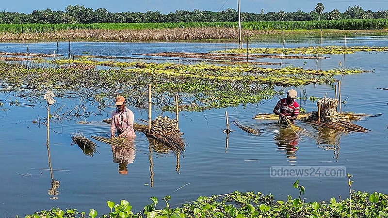নাটোরের হালতি বিলের পাটুল এলাকায় পাটের আঁশ ছাড়াতে ৬০০ থেকে ৭০০ টাকা মজুরিতে কাজ করেন শ্রমিকরা
