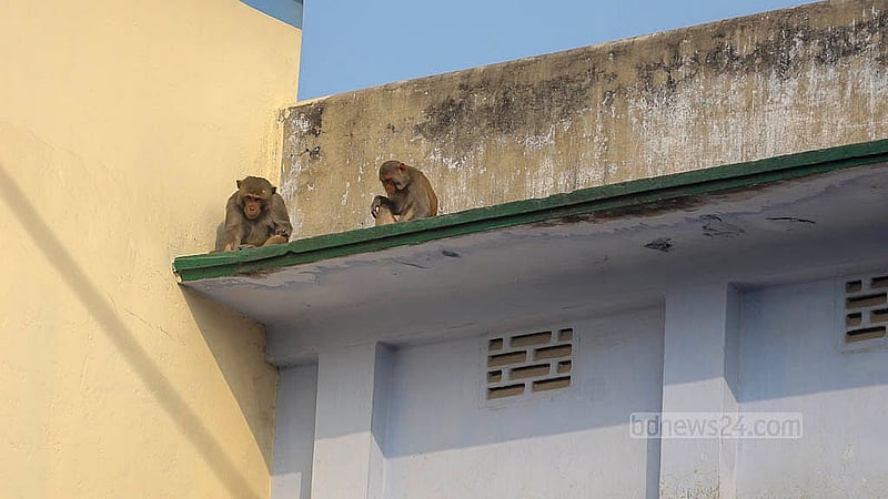 পুরান ঢাকার গেণ্ডারিয়ার দীননাথ সেন রোডে সাধনা ঔষধালয়ের কারখানার পাশের একটি ভবনের ছাদের কার্নিশে বসে বানর। খাবারের সন্ধানে অনেকসময় ঘরে ঢুকে পড়ে