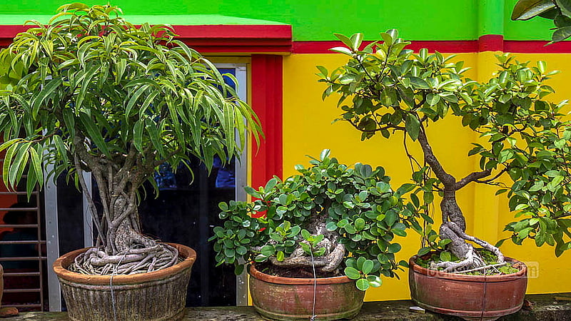 কুমিল্লার শুভপুরের হাসান ফিরোজের বাড়ির ছাদে এত চিলতে জায়গা খালি নেই; পুরো ছাদ ভরে গেছে তার যত্নের বনসাইয়ে
