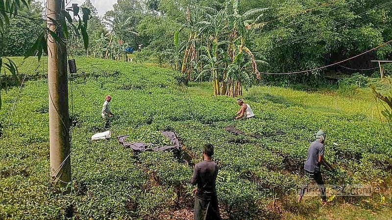 পঞ্চগড়ে চায়ের চাষ এ জেলার মানুষের কর্মসংস্থানের পথ খুলেছে। স্থানীয়রা বাসিন্দারা চা বাগানকেন্দ্রিক কর্মে যুক্ত হয়ে স্বাবলম্বী হচ্ছেন