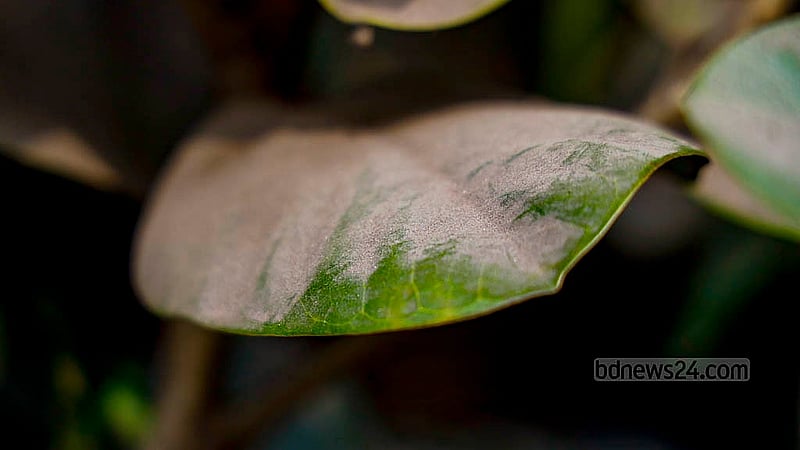 ঢাকার সড়কে ধুলার পরিমাণ এতটাই যে প্রতিটি গাছের পাতা হয়ে গেছে ধূসর