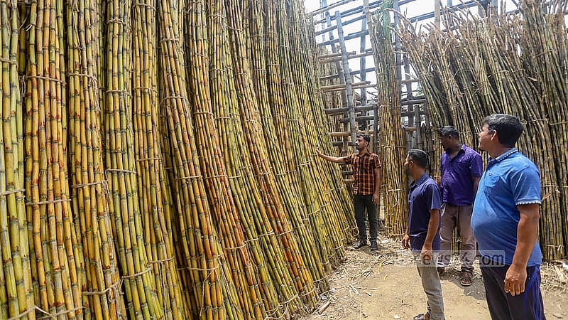 পুরান ঢাকার ফরাশগঞ্জের আড়তে আখ দেখছেন ক্রেতারা