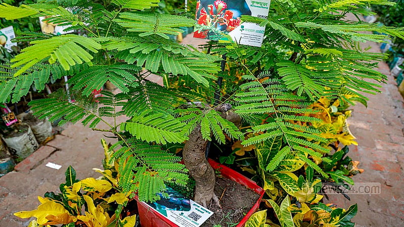 কৃষ্ণচূড়ার এ বনসাই গাছের দাম চাওয়া হচ্ছে ৮০ হাজার টাকা