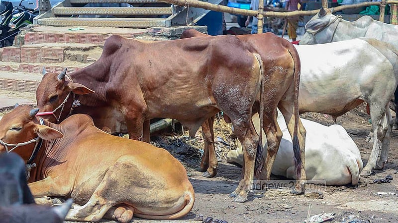 শনিরআখড়ার দনিয়া কলেজের সামনে ঢাকা-চট্টগ্রাম মহাসড়কের সার্ভিস লেইন বন্ধ হয়ে গেছে কোরবানির পশুর হাটের জন্য