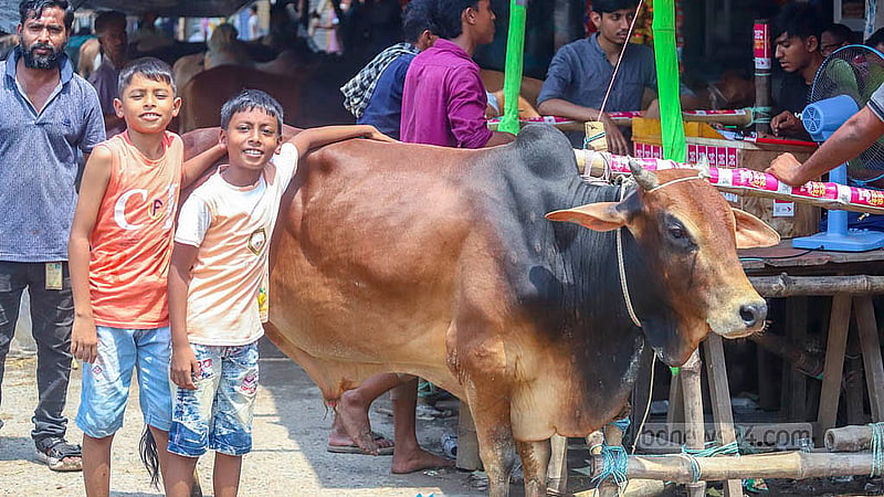 ঢাকার দুই সিটির অস্থায়ী হাটগুলোতে মঙ্গলবার থেকে কোরবানির পশু বিক্রি শুরু হয়েছে। যাত্রাবাড়ীর শনিরআখড়া হাট থেকে তোলা