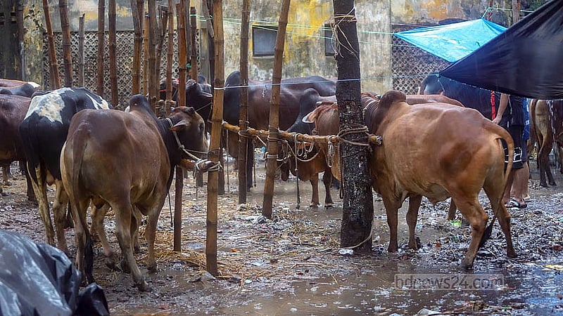 রাজধানীতে বৃষ্টিতে কোরবানির পশুর হাটগুলোতে তৈরি হয়েছে কাদা। এতে গরু নিয়ে বিপাকে পড়েন ব্যবসায়ীরা