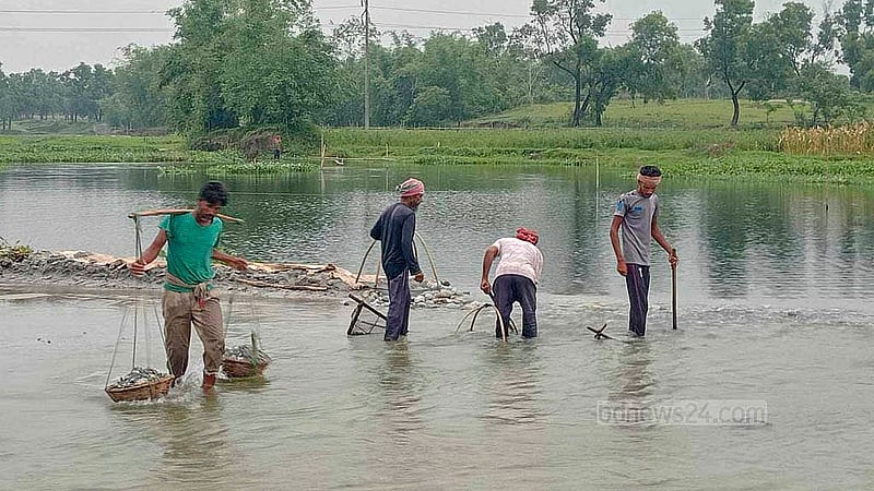 পঞ্চগড়ের তেঁতুলিয়া উপজেলার মহানন্দা নদী থেকে পাথর সংগ্রহ করছেন স্থানীয়রা