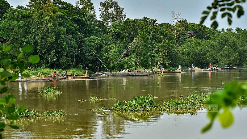 চট্টগ্রামের হালদা নদী যেসব মাছের ডিম পাওয়া যায়, তার বেশির ভাগ রুই-কাতল-মৃগেলসহ কার্প জাতীয় মাছ