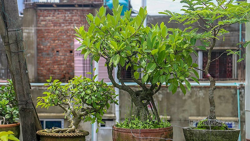 বনসাই দিয়ে আরবি ক্যালিওগ্রাফি, জীবজন্তু ও মানুষের মুখাবয়ব এবং বিভিন্ন প্রতিকৃতি ফুটিয়ে তুলেছেন হাসান ফিরোজ। কোনো বনসাইয়ে ফুটছে ফুল, ধরছে ফলও