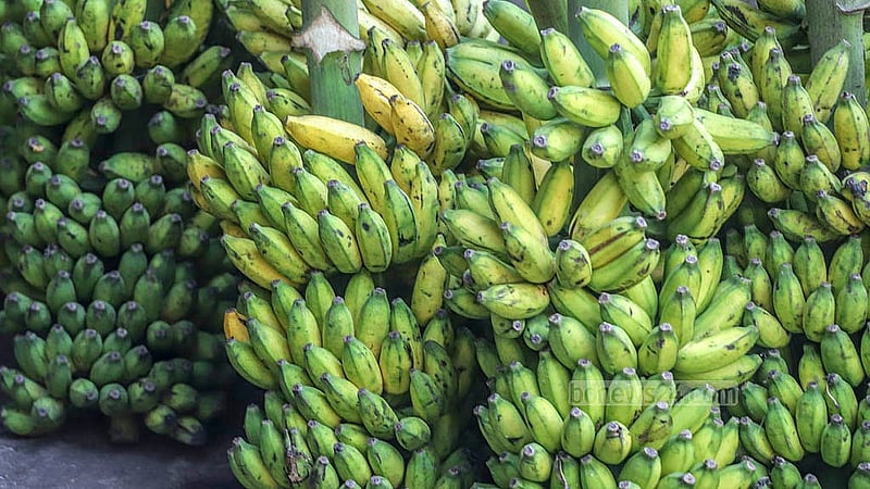আড়তে রাখা এসব কলায় ক্রেতাদের চাহিদা অনুযায়ী ছিটিয়ে দেওয়া হয়েছে কার্বাইড জাতীয় রাসায়নিক পদার্থ মিশ্রিত পানি। ১২-১৮ ঘণ্টার মধ্যে হয়ে পেকে যাবে এসব কলা