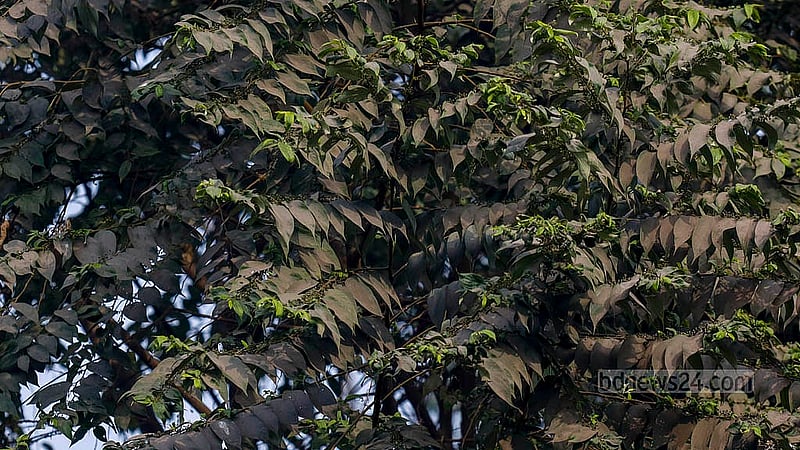 ঢাকার সড়কের পাশে এমন কোনো গাছ বাকি নেই যার পাতায় নেই ধুলার স্তর