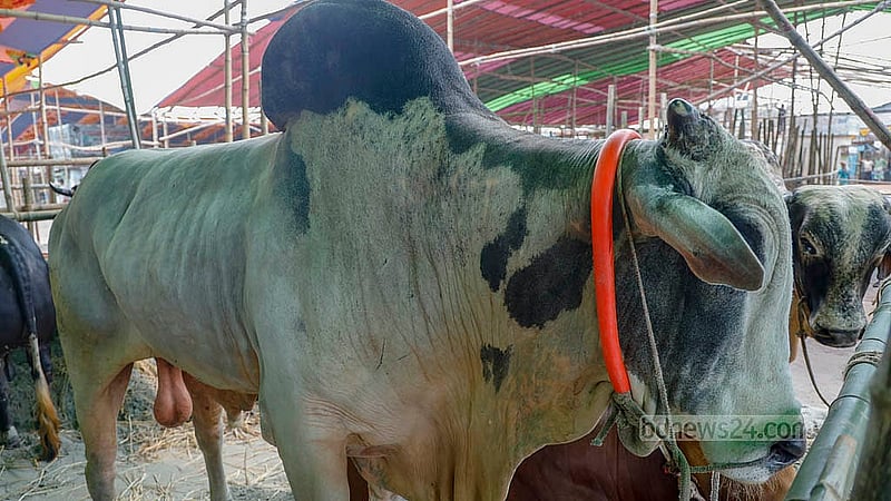 ঢাকার গাবতলীর হাটেই দেখা মেলে সবথেকে বিশাল আকৃতি ও চড়া দামের গরু