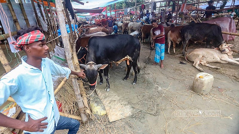 রাজধানীর তেজগাঁও কোরবানির পশুর হাটে বিভিন্ন জেলা থেকে কোরবানির পশু নিয়ে এসেছেন ব্যাপারীরা